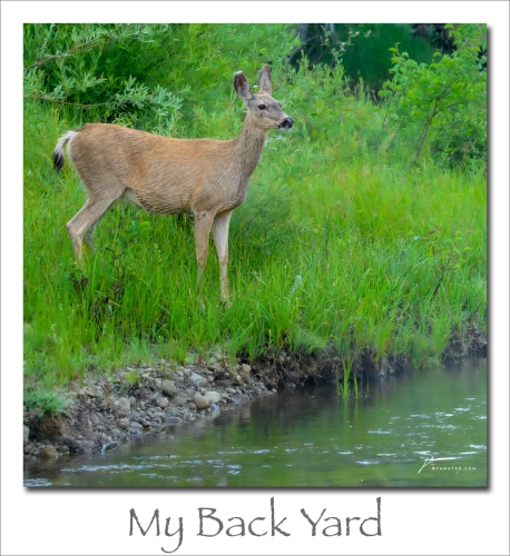 241028-My-Back-Yard