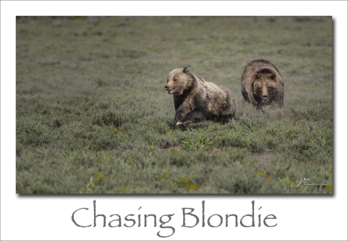 241202-Chasing-Blondie