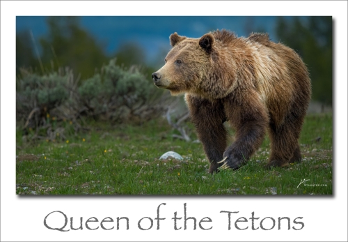 241230-Queen-of-the-Tetons