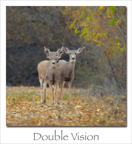 250112-Double-Vision