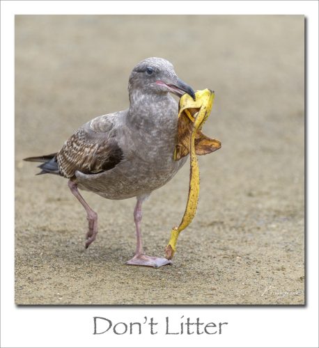 250120-Dont-Litter