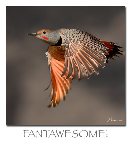 250203-FANTAWESOME