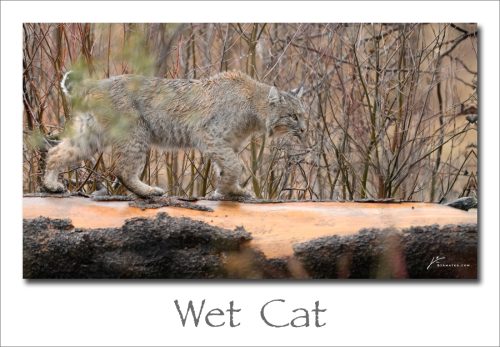 250217-Wet-Cat