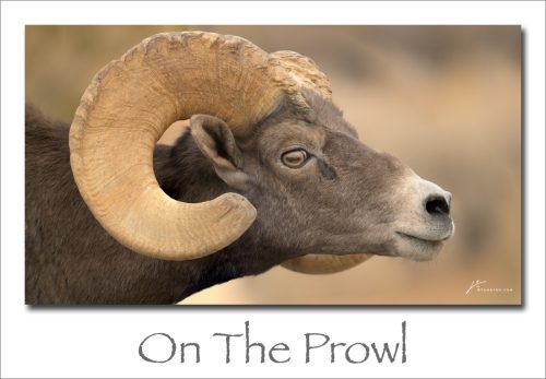 250224-On-The-Prowl
