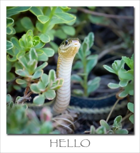 250616-HELLO