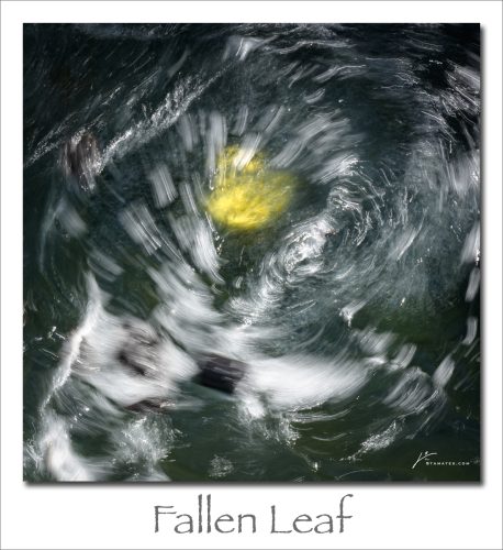 250623-Fallen-Leaf