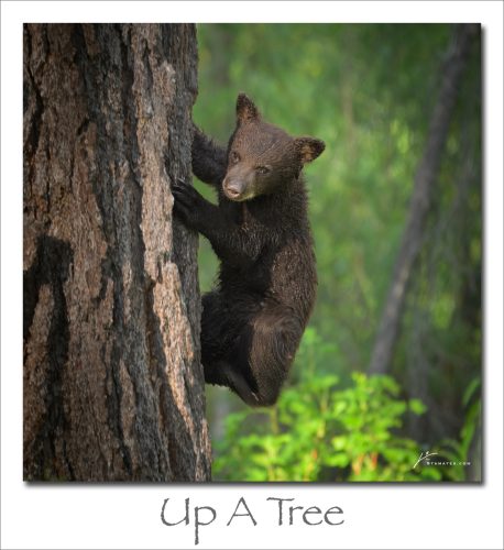250630-Up-A-Tree