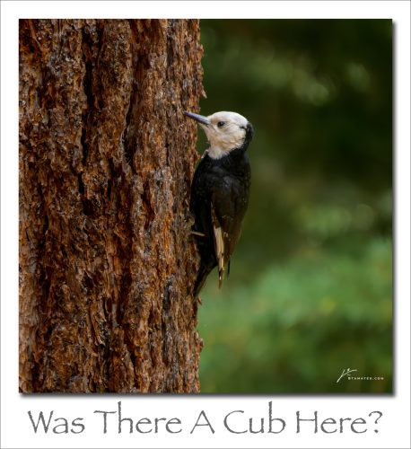 250707-Was-There-A-Cub-Here