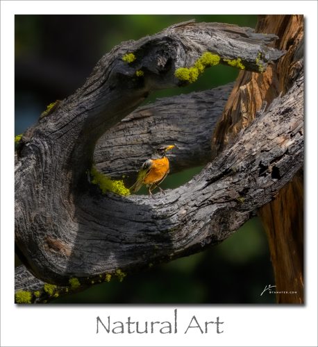 250728-Natural-Art