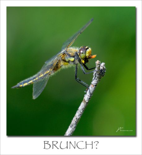 250804-BRUNCH