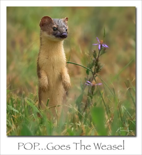 250825-POP-Goes-The-Weasel