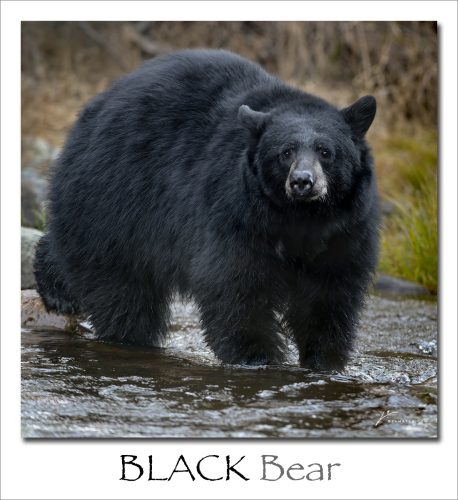 250901-BLACK-Bear