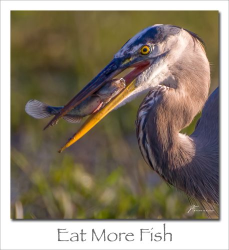 250922-Eat-More-Fish
