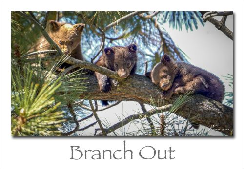 251006-Branch-Out