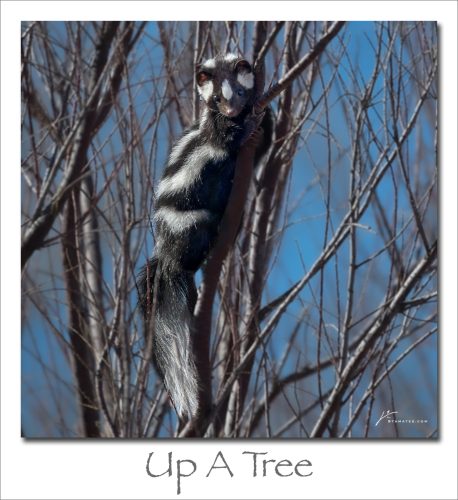 251013-Up-A-Tree