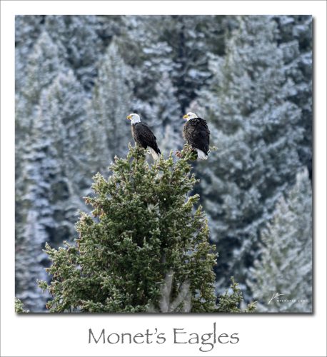 251020-Monets-Eagles