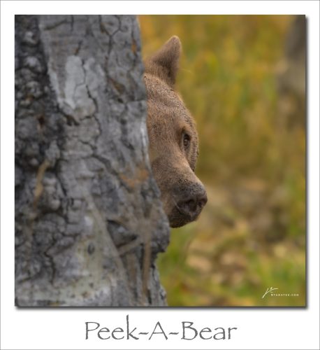 251110-Peek-A-Bear