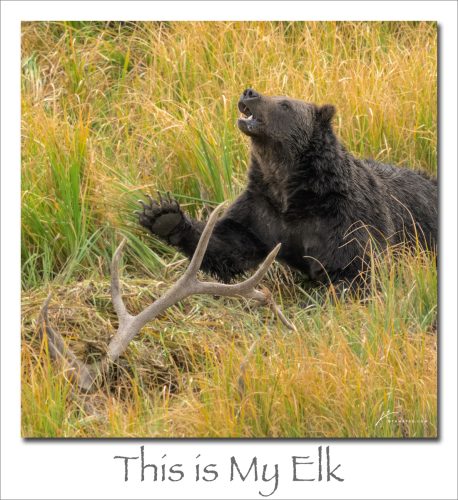 251124-This-is-My-Elk