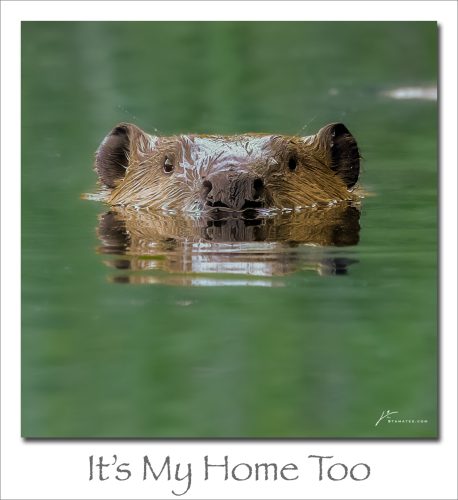 251201-Its-My-Home-Too