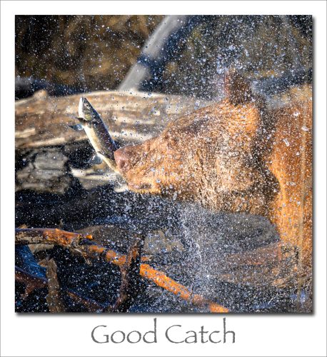 251208-Good-Catch