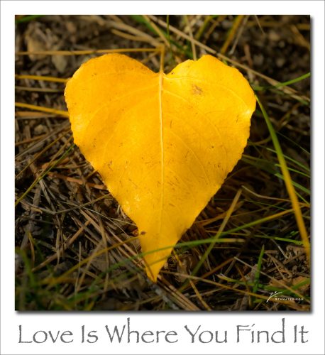 260214-Love-Is-Where-You-Find-It