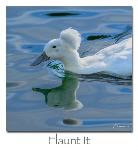260302-Flaunt-It