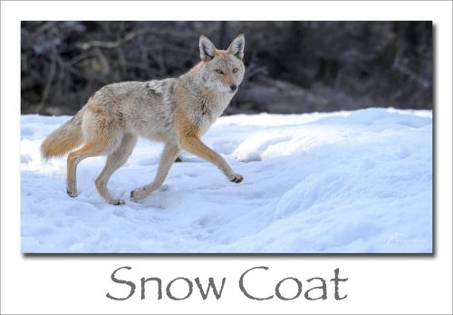 260309-Snow-Coat