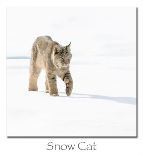 260316-Snow-Cat