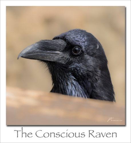 260420-the-Conscious-Raven