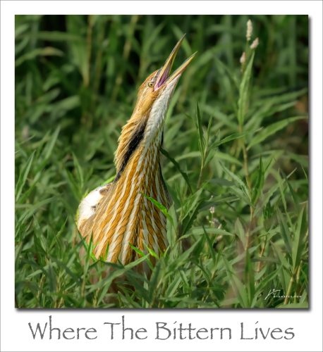 260511-Where-The-Bittern-Lives