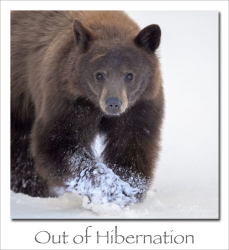 260525-Out-of-Hibernation
