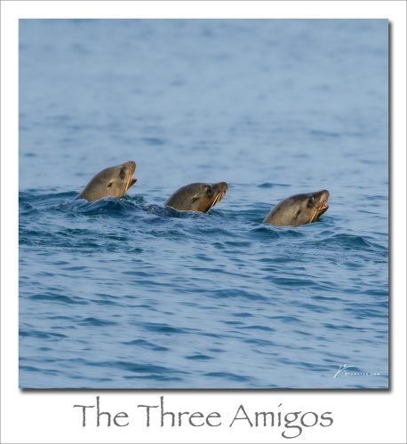 260601-The-THREE-AMIGOS