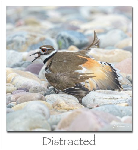 260608-Distracted