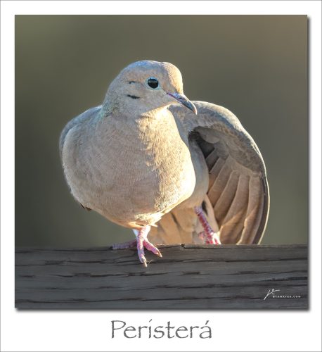 260616-Peristera