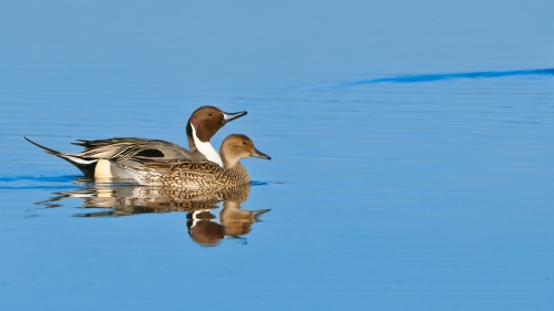 2197 Pintail Pair